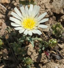 Malacothrix coulteri