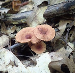 Lactarius areolatus