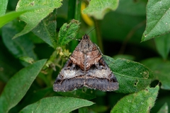 Melipotis nigrobasis