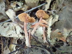 Lactarius areolatus