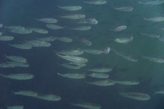 Atherinomorus vaigiensis