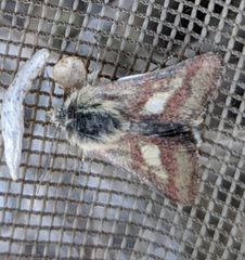 Heliolonche joaquinensis