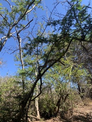 Vachellia hindsii
