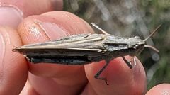 Chimarocephala elongata