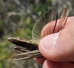 Chimarocephala elongata