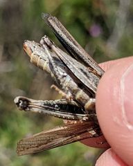 Chimarocephala elongata