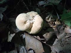 Hydnum subolympicum