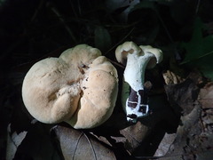 Hydnum subolympicum