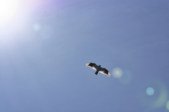 Buteo lineatus lineatus