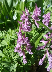 Corydalis solida