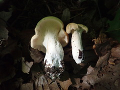 Hydnum subolympicum