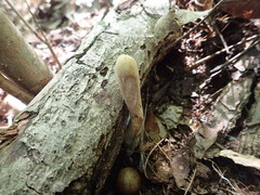 Clavariadelphus americanus