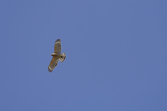 Buteo lineatus lineatus