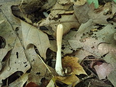 Clavariadelphus americanus