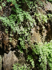 Adiantum concinnum