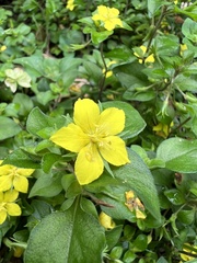 Lysimachia remota
