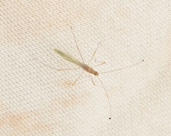 Metacanthus multispinus