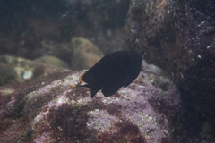 Plectroglyphidodon apicalis