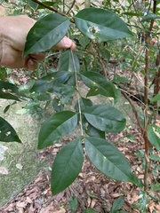 Eugenia candolleana