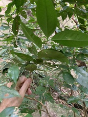 Eugenia candolleana