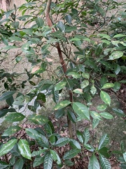 Eugenia candolleana