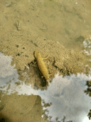 Lissotriton