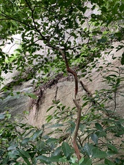 Eugenia candolleana