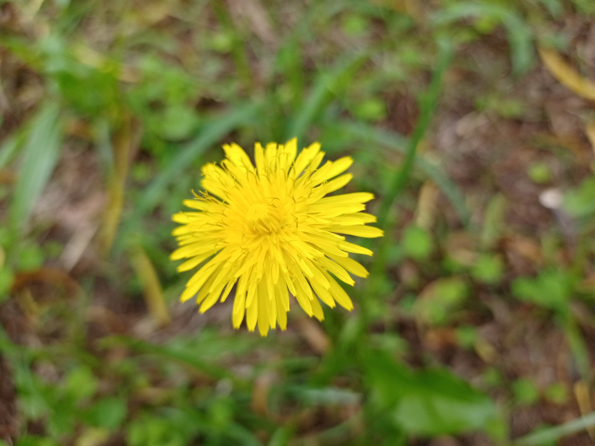 Taraxacum image