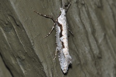 Rhigognostis interrupta