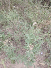 Chromolaena arnottiana