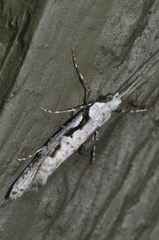 Rhigognostis interrupta