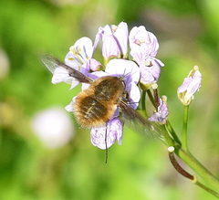 Bombylius fimbriatus