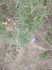 Chromolaena arnottiana