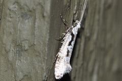 Rhigognostis interrupta