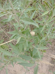 Chromolaena arnottiana