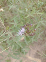 Chromolaena arnottiana