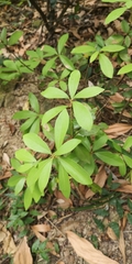 Litsea rotundifolia