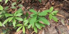 Litsea rotundifolia