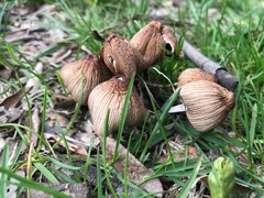 Agaricales