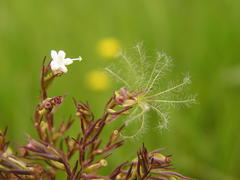 Valeriana capensis capensis