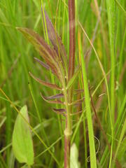 Valeriana capensis capensis