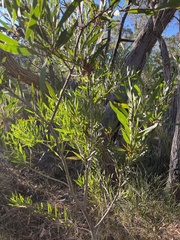 Acacia longifolia longifolia