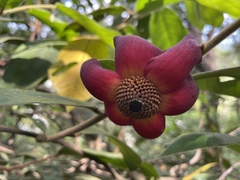 Uvaria grandiflora
