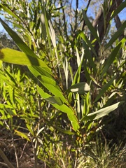 Acacia longifolia longifolia