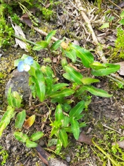 Commelina auriculata