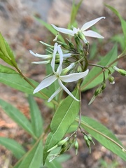 Amsonia rigida