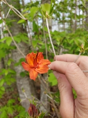 Rhododendron cumberlandense