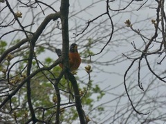 Turdus migratorius
