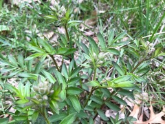 Polemonium reptans