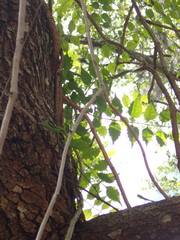 Campsis radicans image